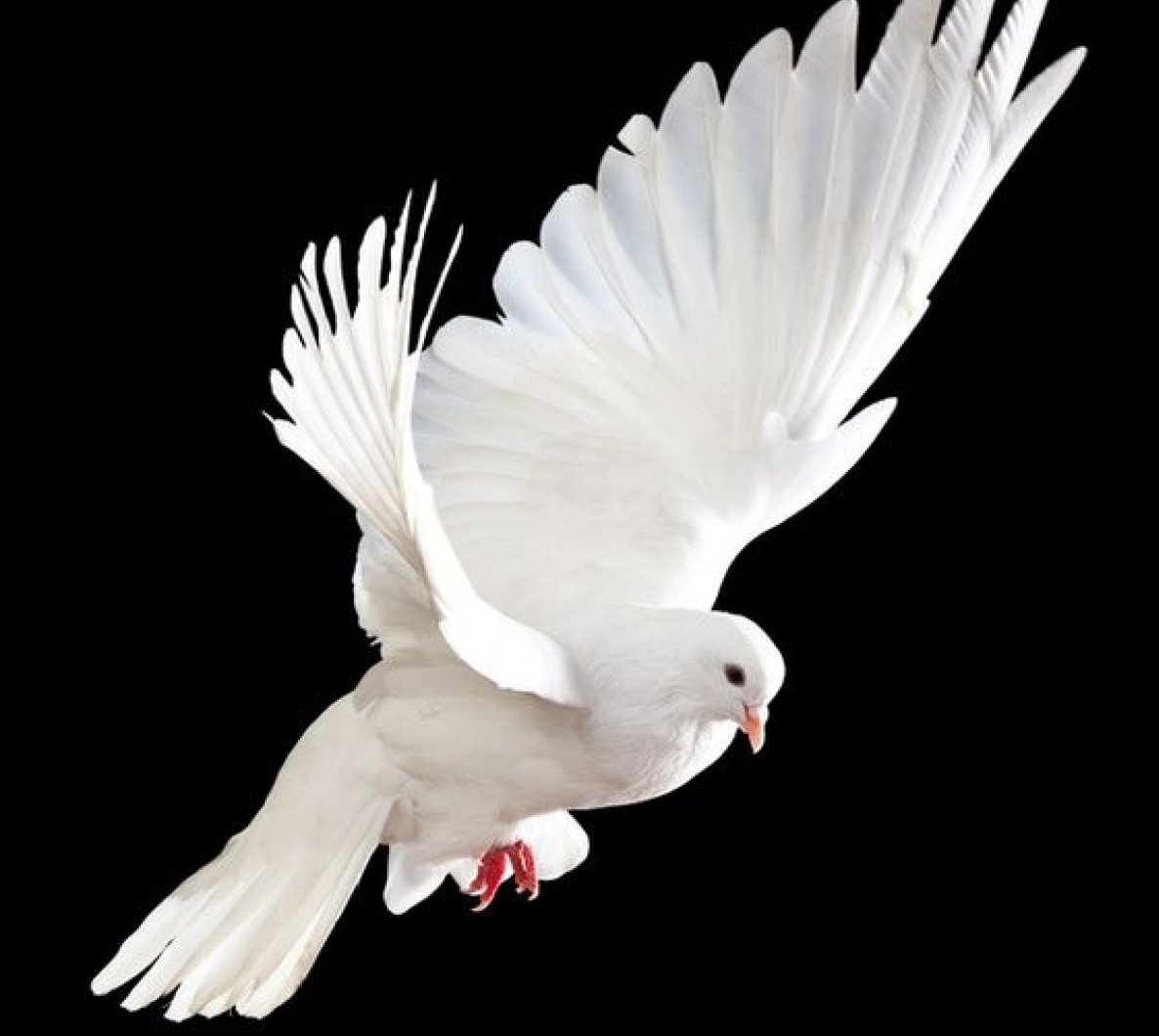 gallery/white dove black